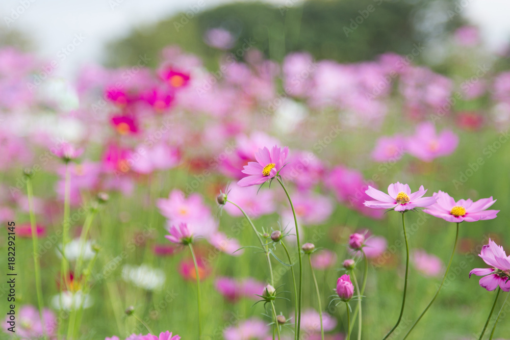 Beautiful colorful winter Flowers