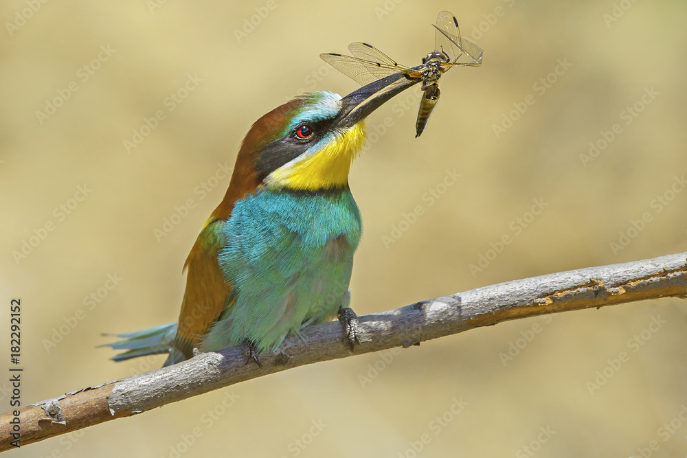 Obraz premium beautiful colorful birds the bee-eaters sitting on a tree branch