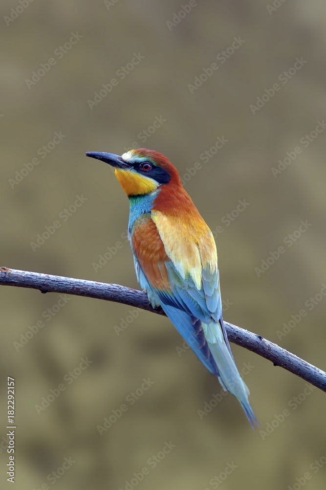 beautiful colorful birds the bee-eaters sitting on a tree branch beautiful colorful birds the bee-eaters sitting on a tree branch