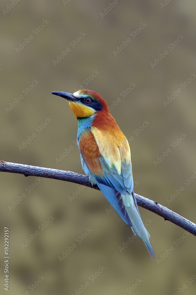 beautiful colorful birds the bee-eaters sitting on a tree branch