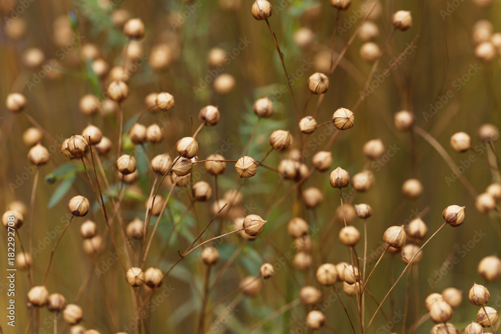 Dry seed capsules of common flax (Linum usitatissimum) - obrazy, fototapety, plakaty 