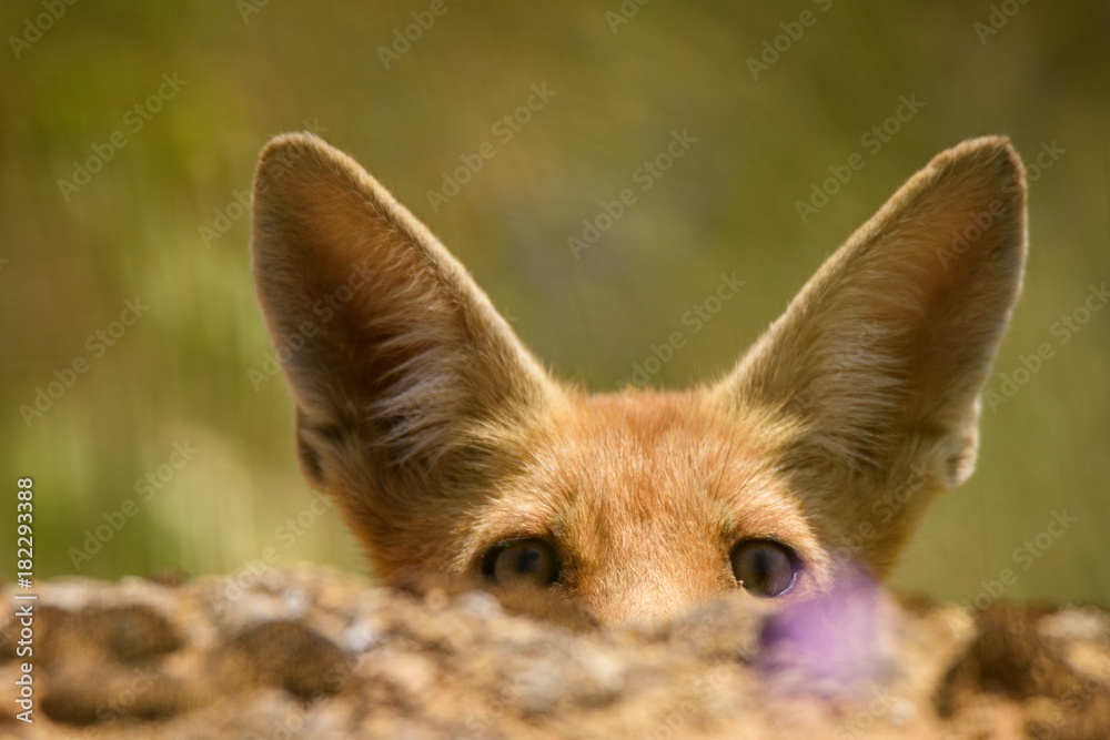 Fototapeta premium young Fox (Vulpes vulpes) looks out from behind a stone