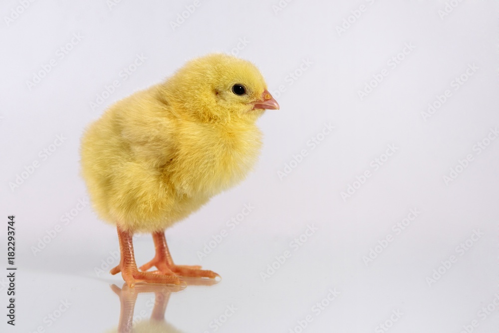 Obraz premium Little chicken isolated on white