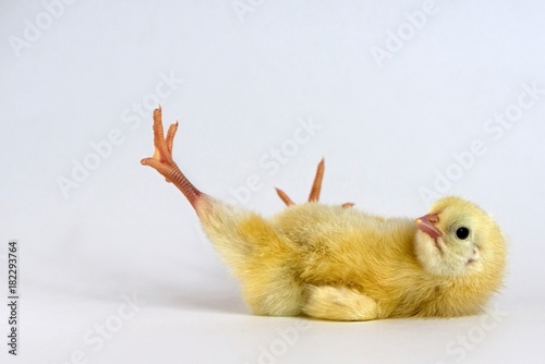 Photo Little chick lies on an isolated background