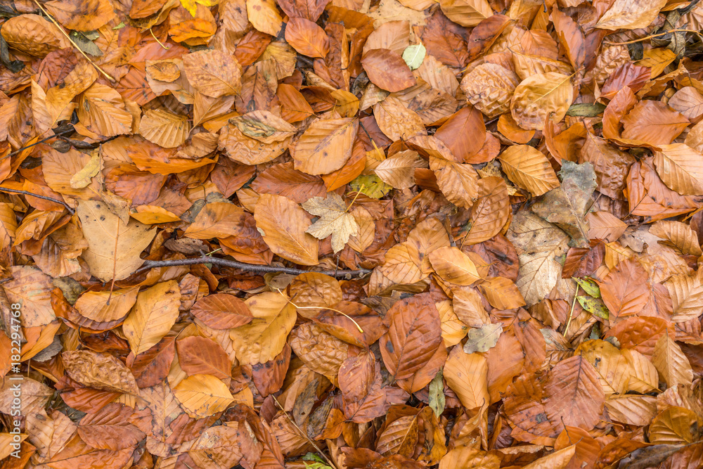 Autumn leaves texture Autumn leaves texture