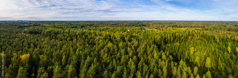 Naklejka premium Widok z lotu ptaka jesieni drzewa. Kolorowe drzewa z góry. Panorama.