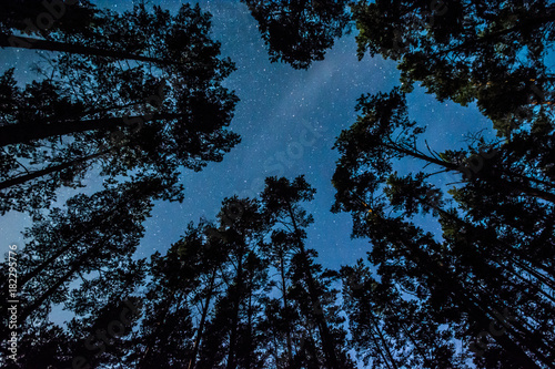 Stars over the trees at summer night on dark sky. Starfall. Milky way. Pine trees on the foreground.