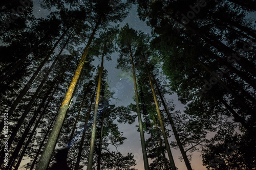 Stars over the trees at summer night on dark sky. Starfall. Milky way. Pine trees. Man standing with torch light mounted on the head.