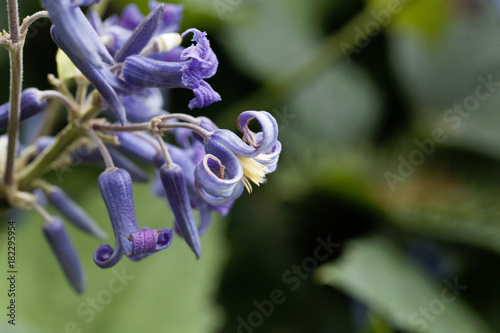 Flower of the Clematis (Clematis heracleifolia) photo