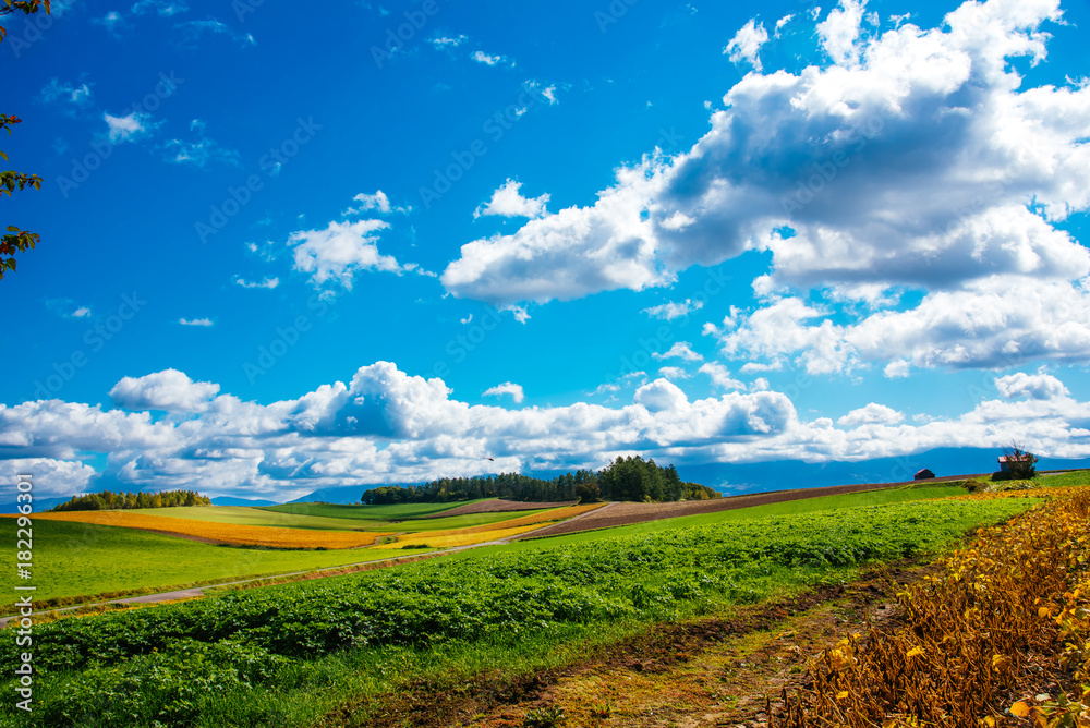 Obraz premium 丘の風景 秋景色 美瑛 拓進