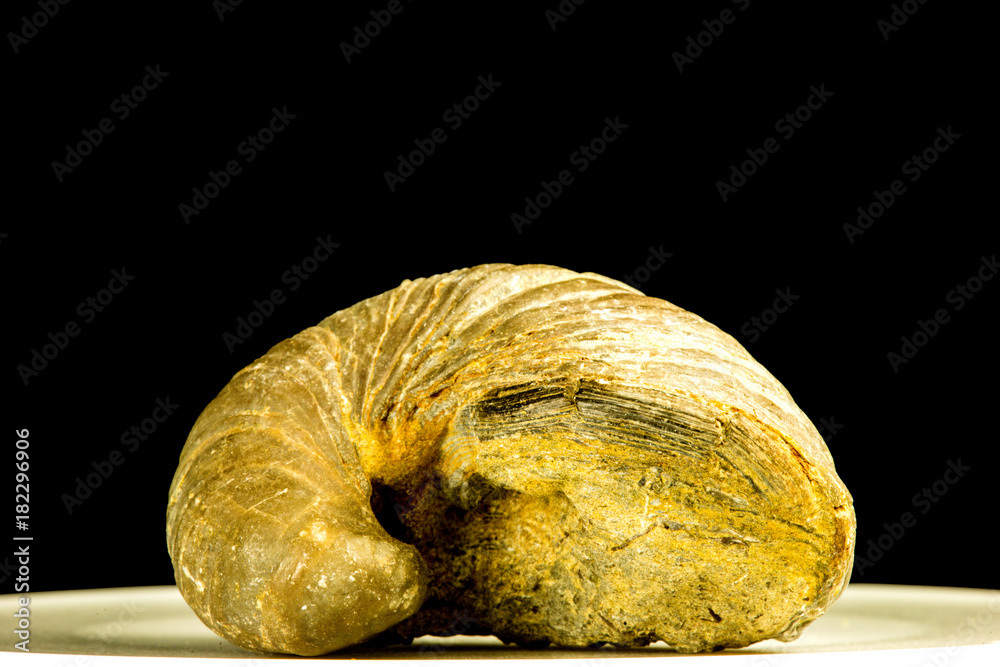 Ammonit, Nahaufnahme StockFoto Adobe Stock