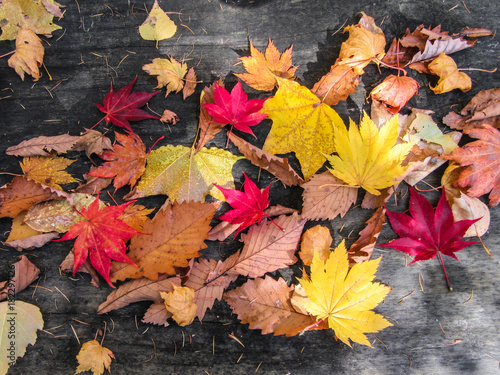 紅葉 落ち葉 国設滝野すずらん丘陵公園