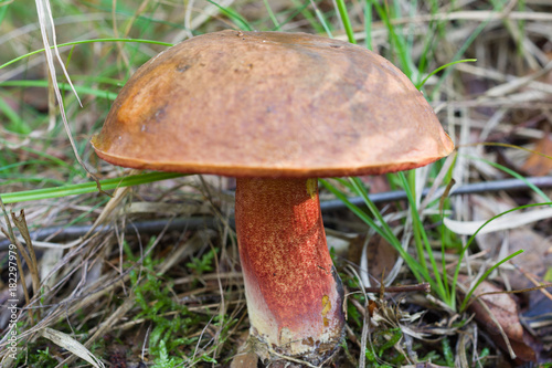 Dotted stem boletus on forest floor with grass