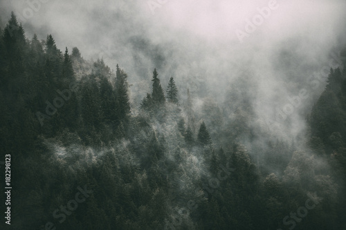 View of fog over trees in forest