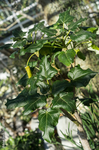 close up of uncarina stellulifera plant from madagascar photo