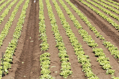 Field with Lettuce plants