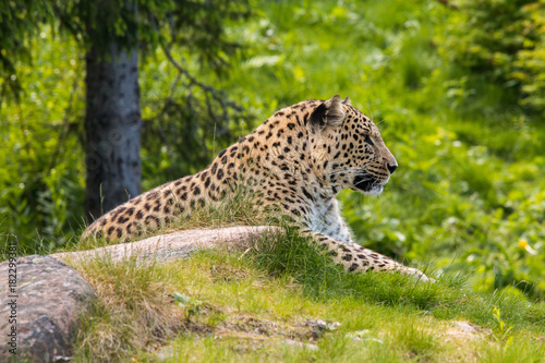Leopard at wildlife park