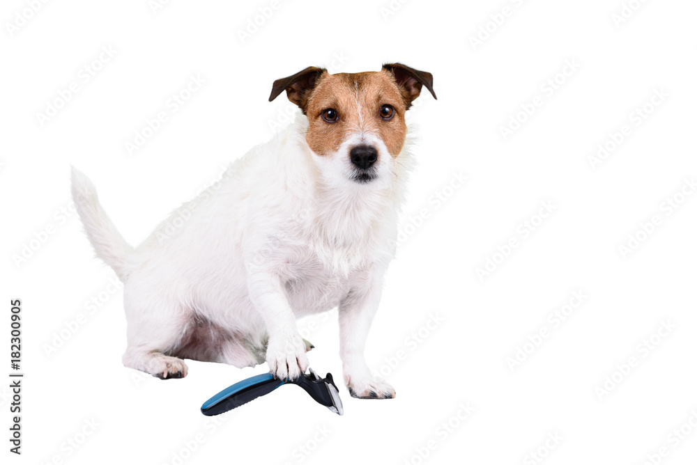 Shaggy and fluffy dog with paw on pet grooming brush needs hair trimming