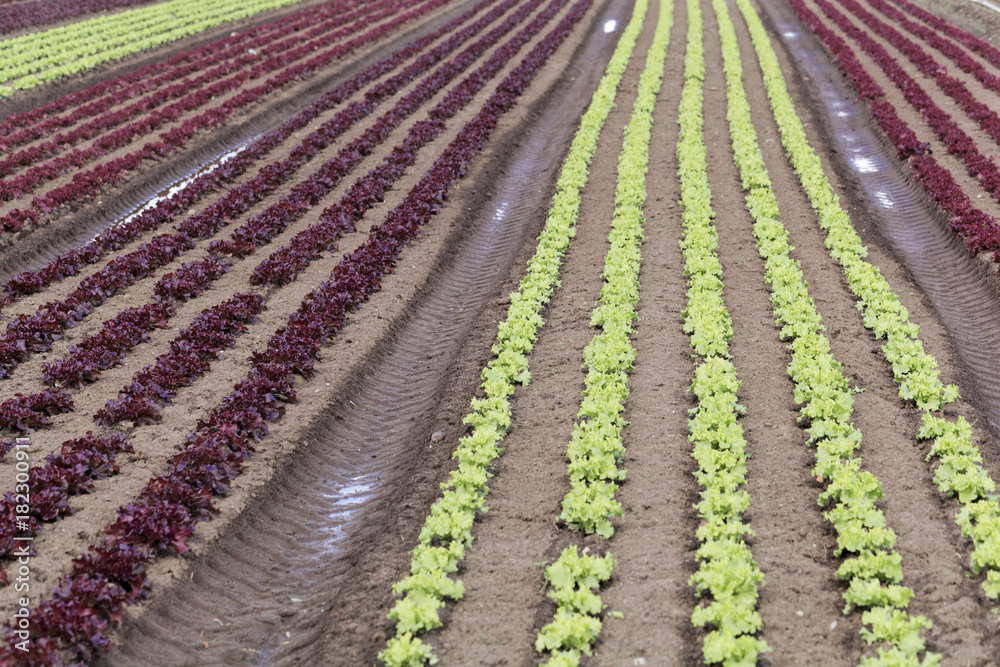 Field with Lettuce plants