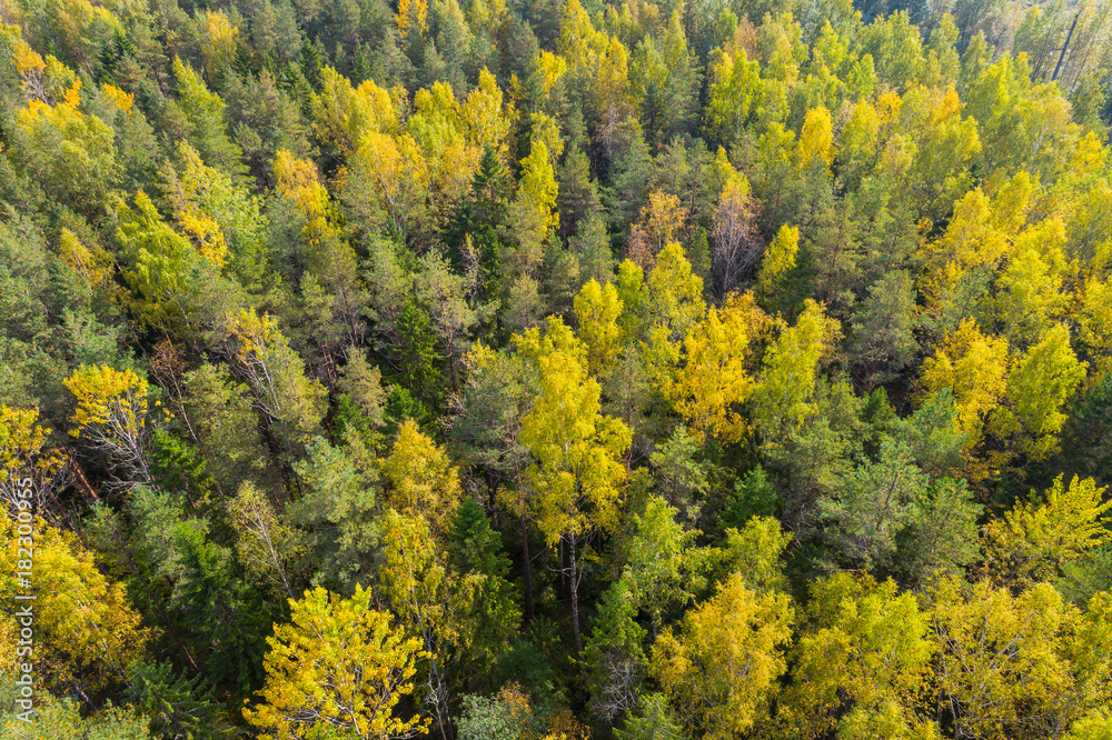 Aerial view of autumn trees. Colorful trees from above. Aerial view of autumn trees. Colorful trees from above.