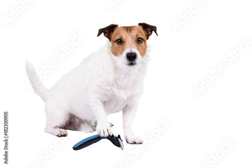 Fototapeta Naklejka Na Ścianę i Meble -  Shaggy and fluffy dog with paw on pet grooming brush needs hair trimming