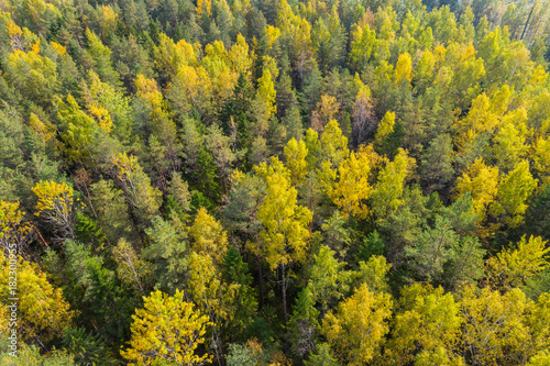 Fototapeta Naklejka Na Ścianę i Meble -  Aerial view of autumn trees. Colorful trees from above.
