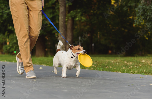 Photography Obedient dog next to owner walking on leash holding toy in mouth