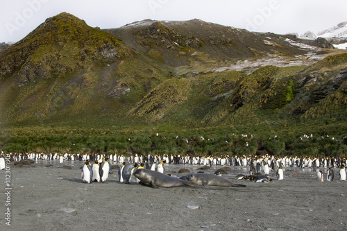 king penguin colony, Gold Harbour South Georgia