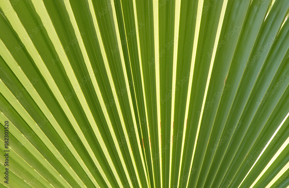Obraz premium Background natural green texture of exotic leaves 