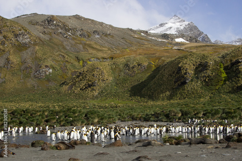 King penguin colony Gold Harbour  South Georgia
