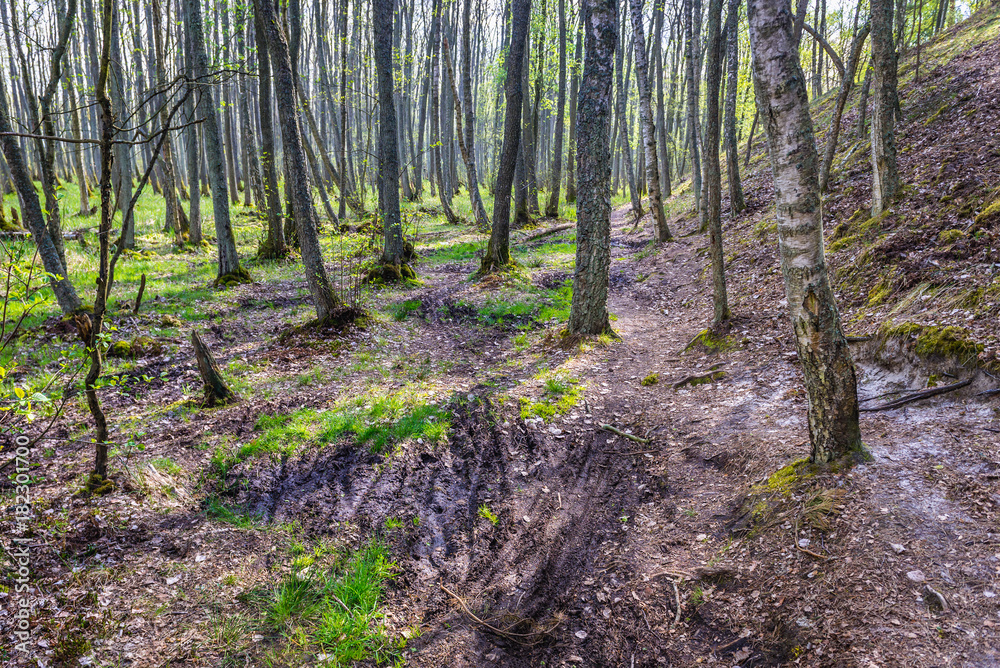 Protected forest area between Sarbsko Lake and Baltic Sea coast in Poland Protected forest area between Sarbsko Lake and Baltic Sea coast in Poland