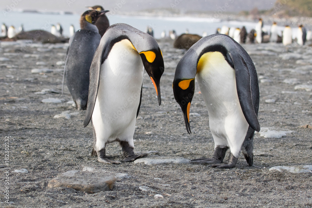 Fototapeta premium king penguin colony, Gold Harbour South Georgia