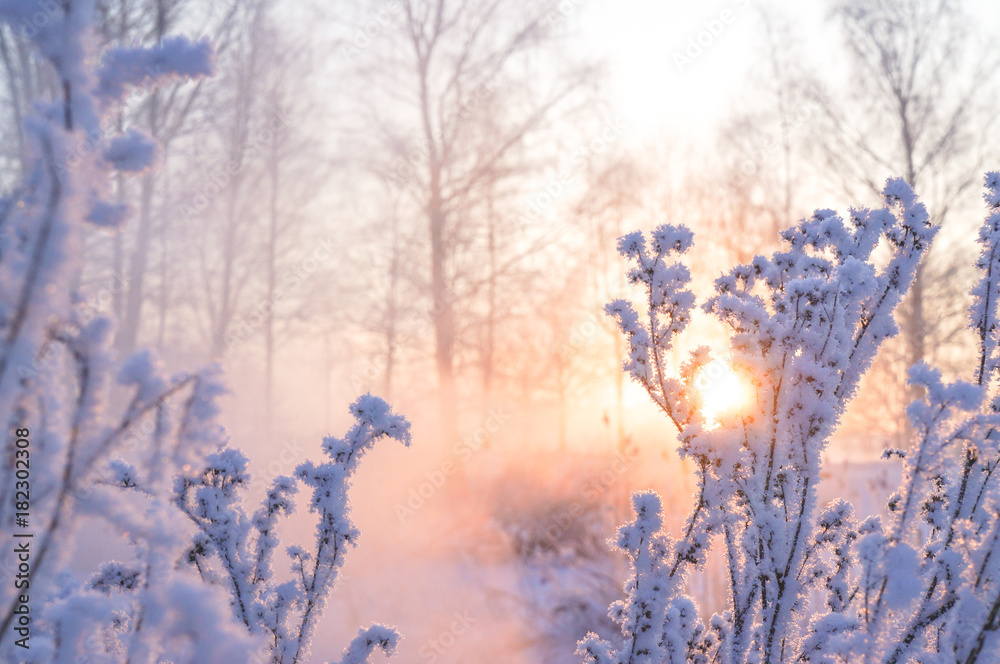 Winter beautiful landscape with the sun, frost and fog.
