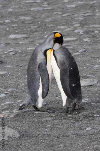 King penguin courtship