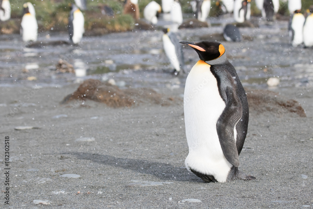 Obraz premium king penguin colony, Gold Harbour South Georgia