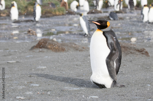 king penguin colony  Gold Harbour South Georgia