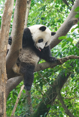 Fototapeta Naklejka Na Ścianę i Meble -  panda climbing up on the tree looking around