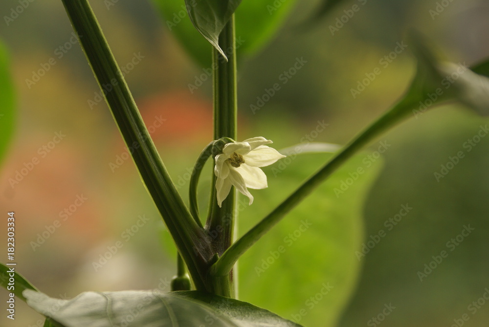 Obraz premium Paprika