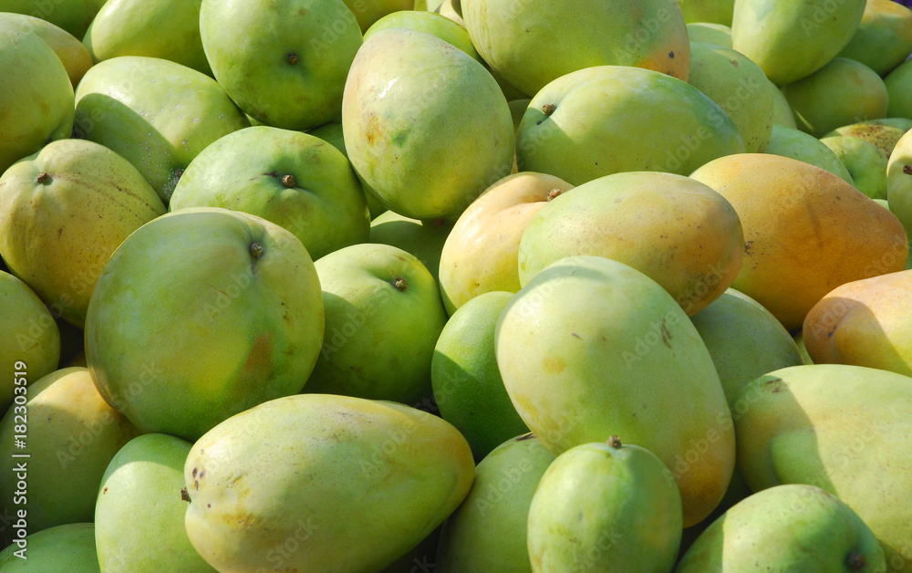 fresh mango in pile in the harvest season fresh mango in pile in the harvest season