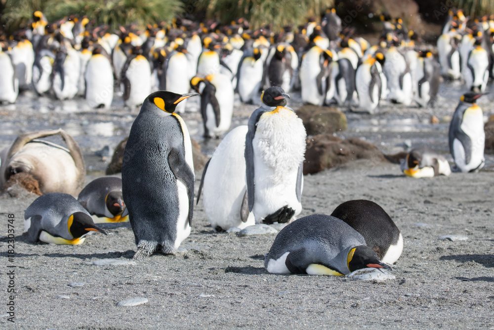 Obraz premium King penguin colony Gold Harbour, South Georgia