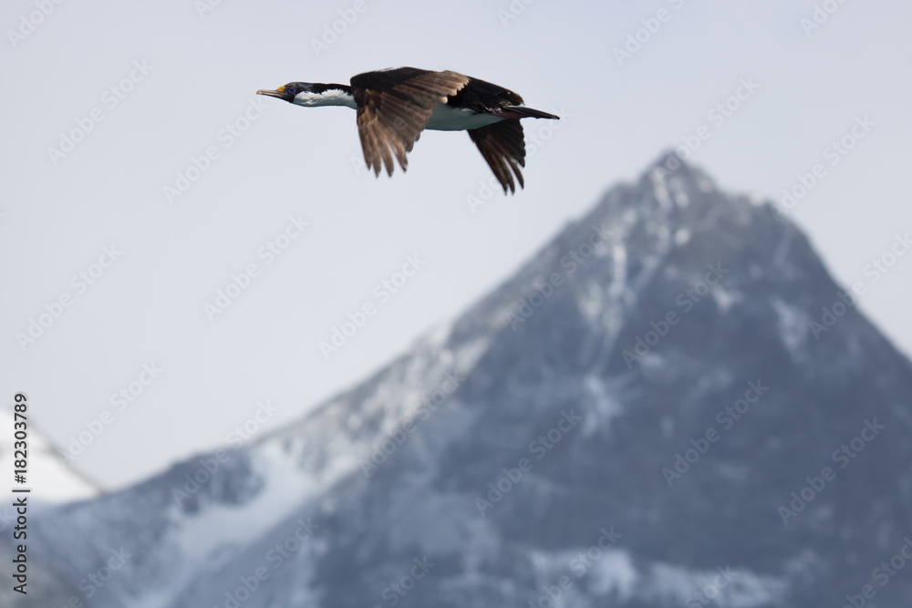 Fototapeta premium Antarctic cormorant, South georgia