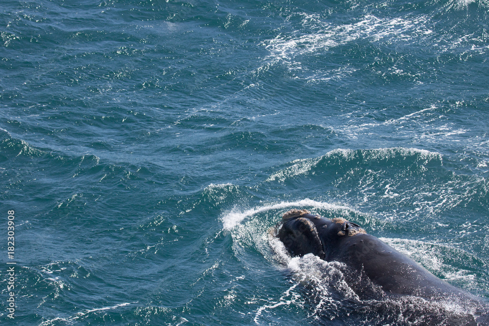 Fototapeta premium Southern right whale, South georgia