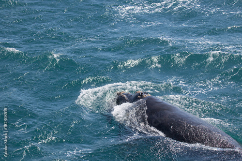 Photos Southern right whale, South georgia