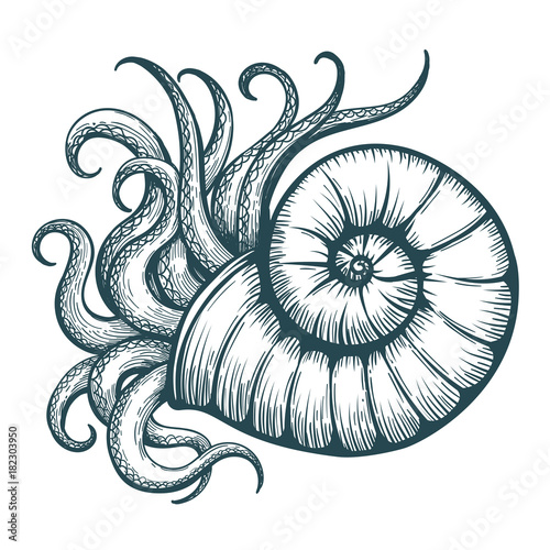 Sea Shell with Mollusc Tentacles