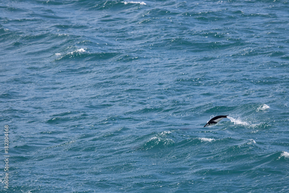Flying chinstrap penguin Flying chinstrap penguin