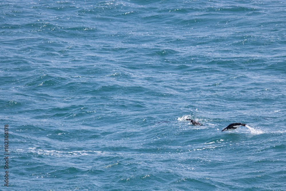 Fototapeta premium Flying chinstrap penguin