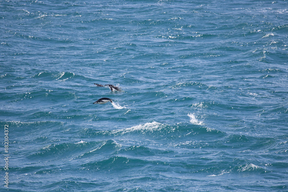 Naklejka premium flying chinstrap penguin