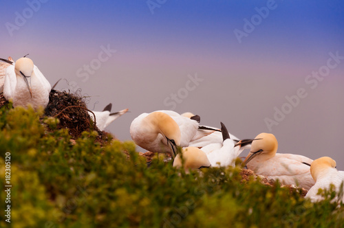 A colony of northern Gannets photo