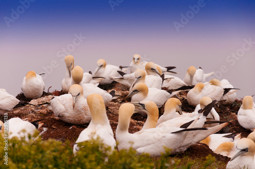 A colony of northern Gannets photo