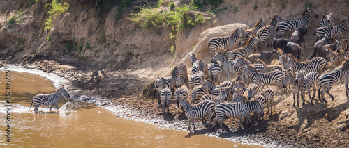Zebras and wildebeest during migration from Serengeti to Masai Mara